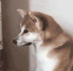 狗狗做了“绝育”后，身体会发生什么变化？