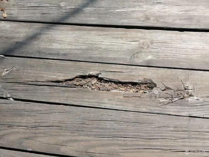 樟子松木材防腐吗,樟子松板材会发霉吗