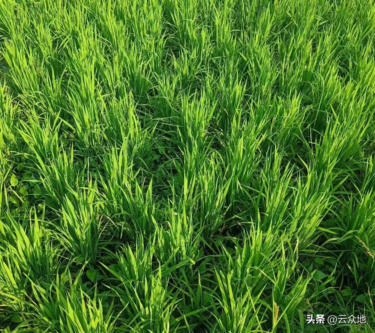 什么品牌稻种产量高米好吃,种植糯稻一亩成本与利润