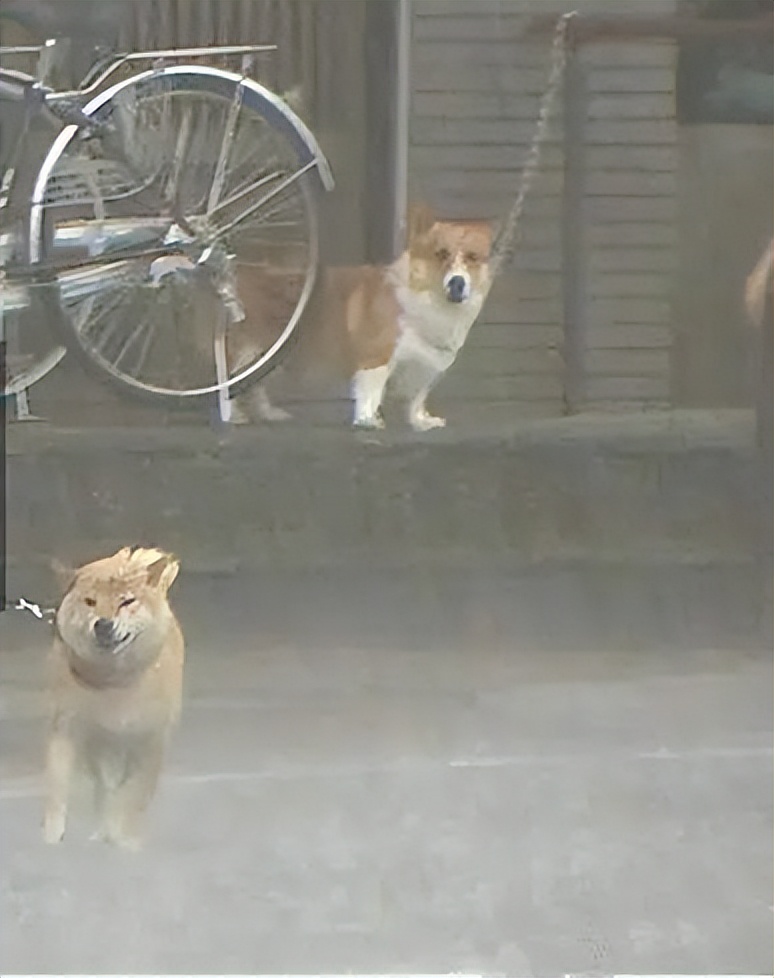 千万别养两只柴犬,千万不要养的狗子