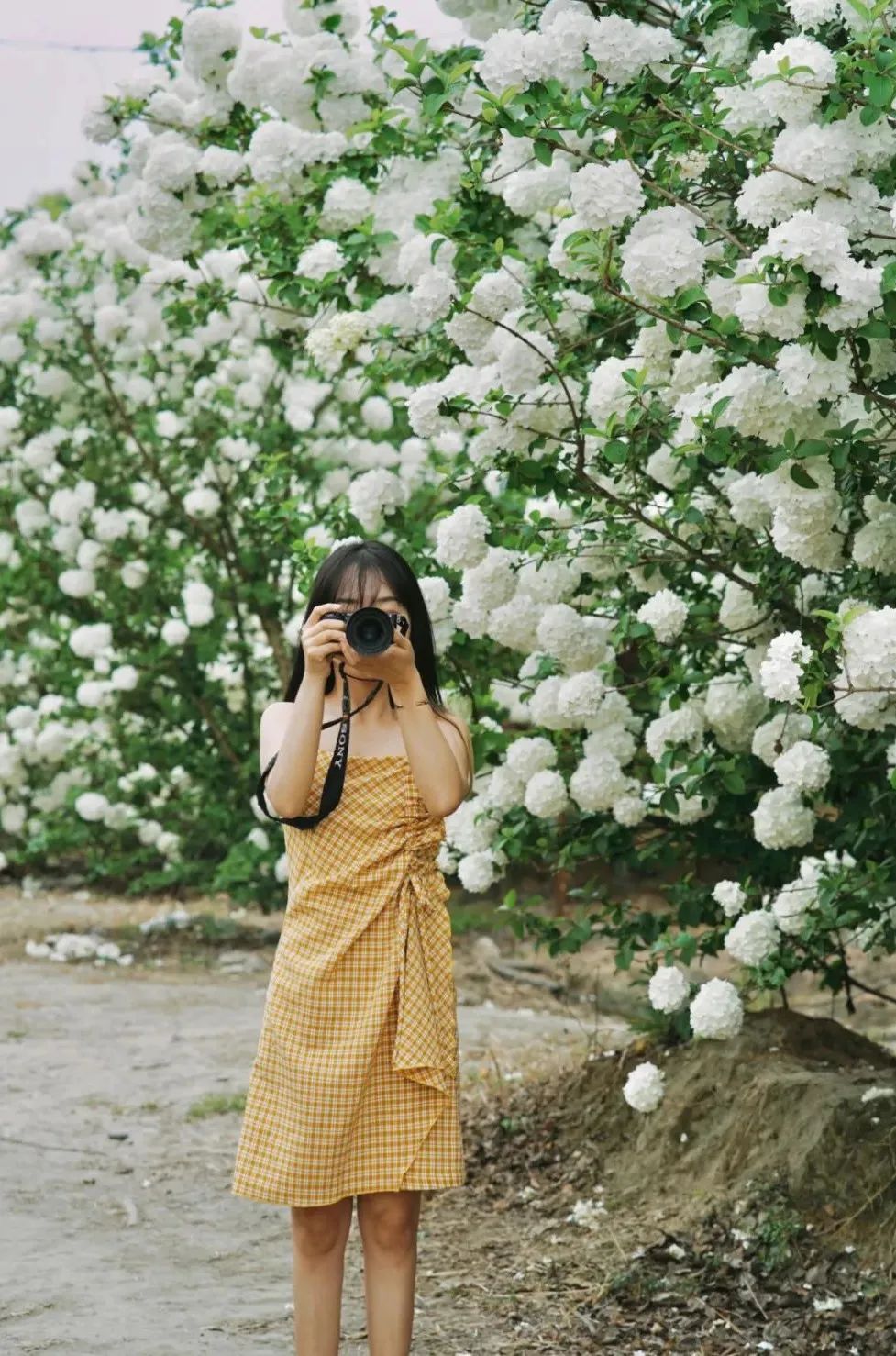 提前盛开！成都市区这个被偏爱的宝藏地又上新，即将刷爆全网