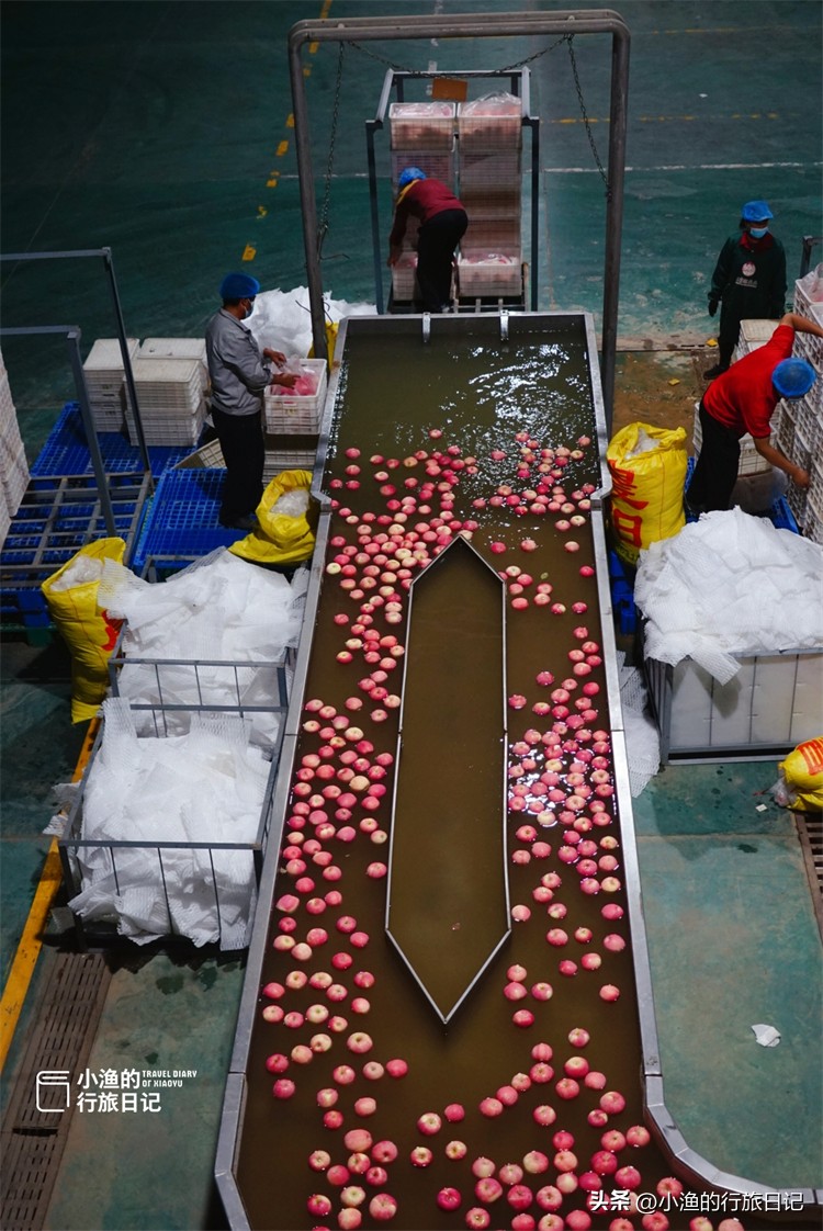 正宗陕西洛川红富士苹果水果,正宗陕西洛川苹果大果