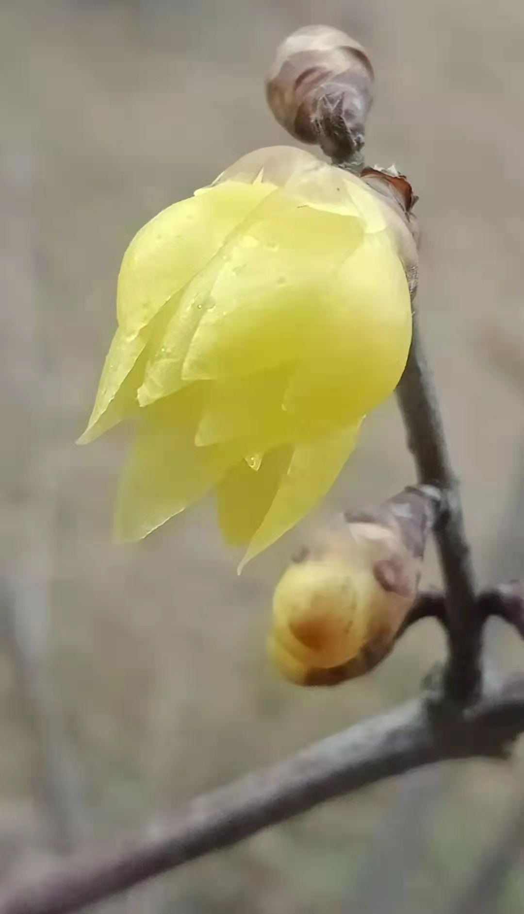 电脑启动有一个小棍在转,电脑开机有个小杠