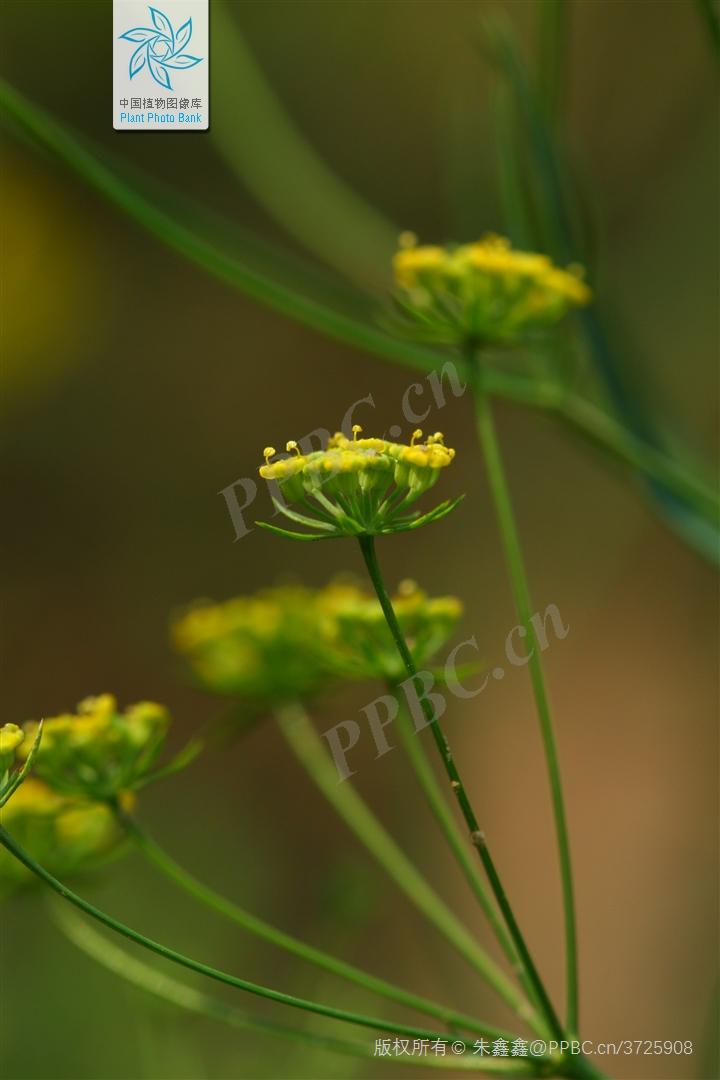 欣擎茹草踏春来·柴胡