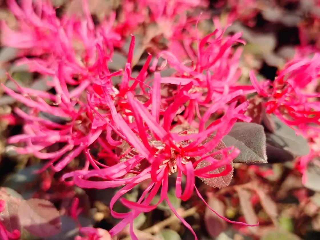 赏花旅游种什么花,春季去公园踏青上百种花让人眼花