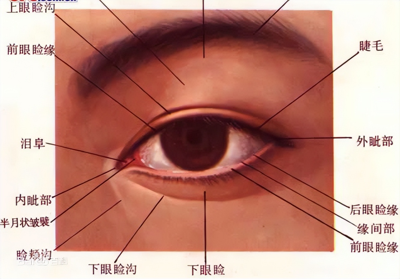 鱼眼睛有没有眼皮,鱼有没有眼皮