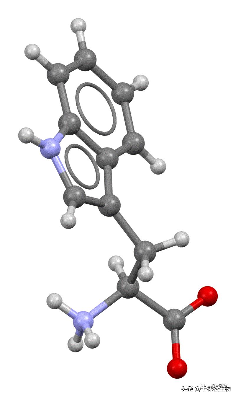 色氨酸是氨基酸,色氨酸和氨基酸的区别
