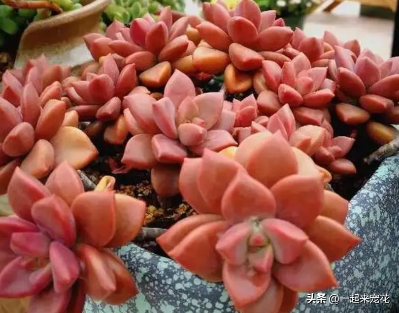 最近出老桩比较火的多肉,10款普货多肉皮实又好养
