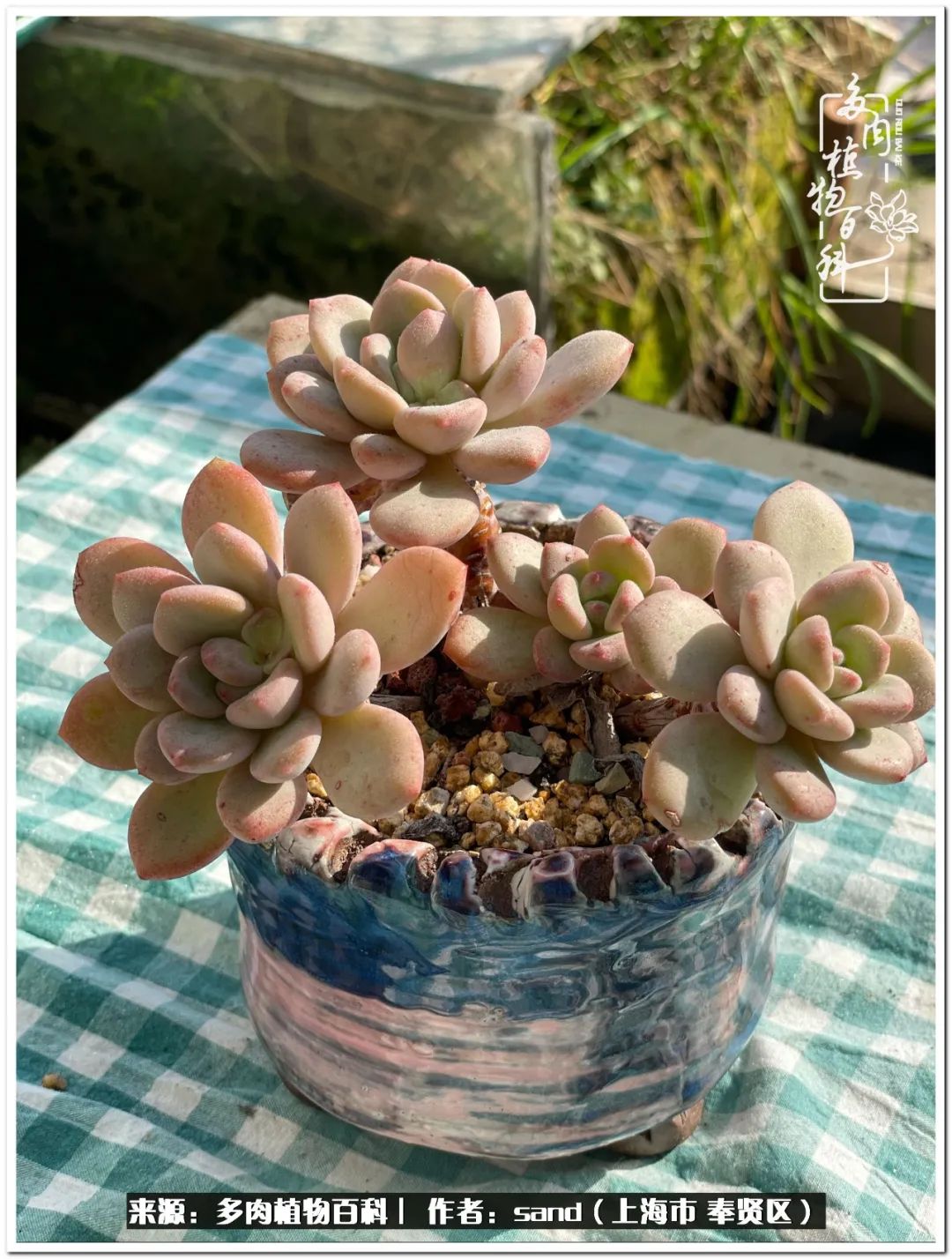 养点花草给生活添点乐趣,养点花花草草心情自然会好