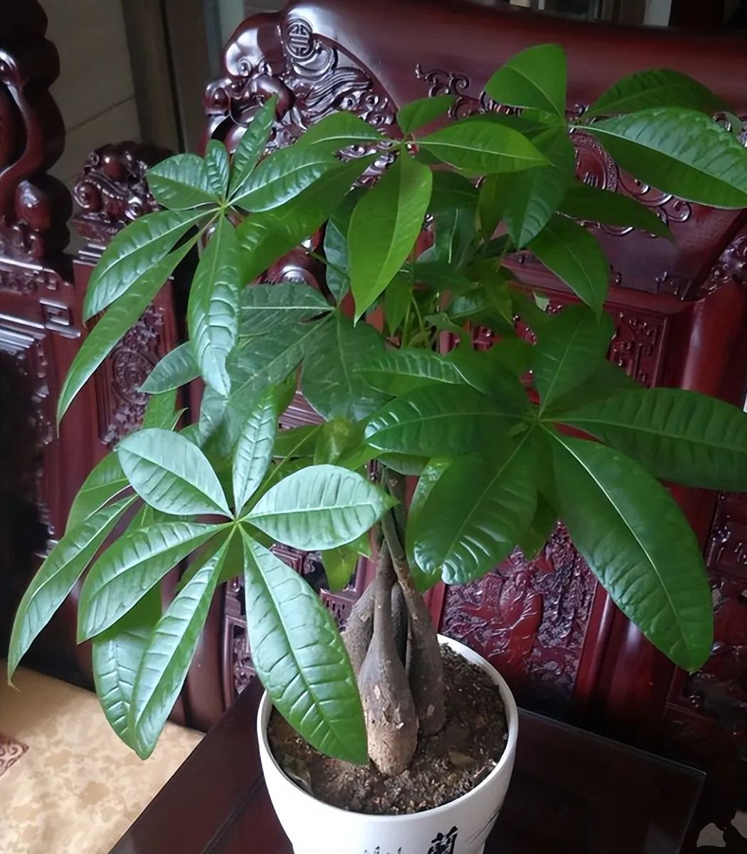 封闭阳台怎么养花技巧视频,封闭阳台养花技巧和方法