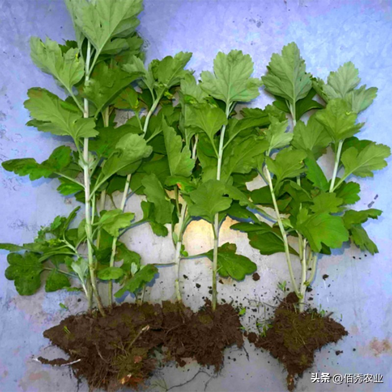 种植中药材前景最好的前十名,目前什么中药材种植前景好收益高