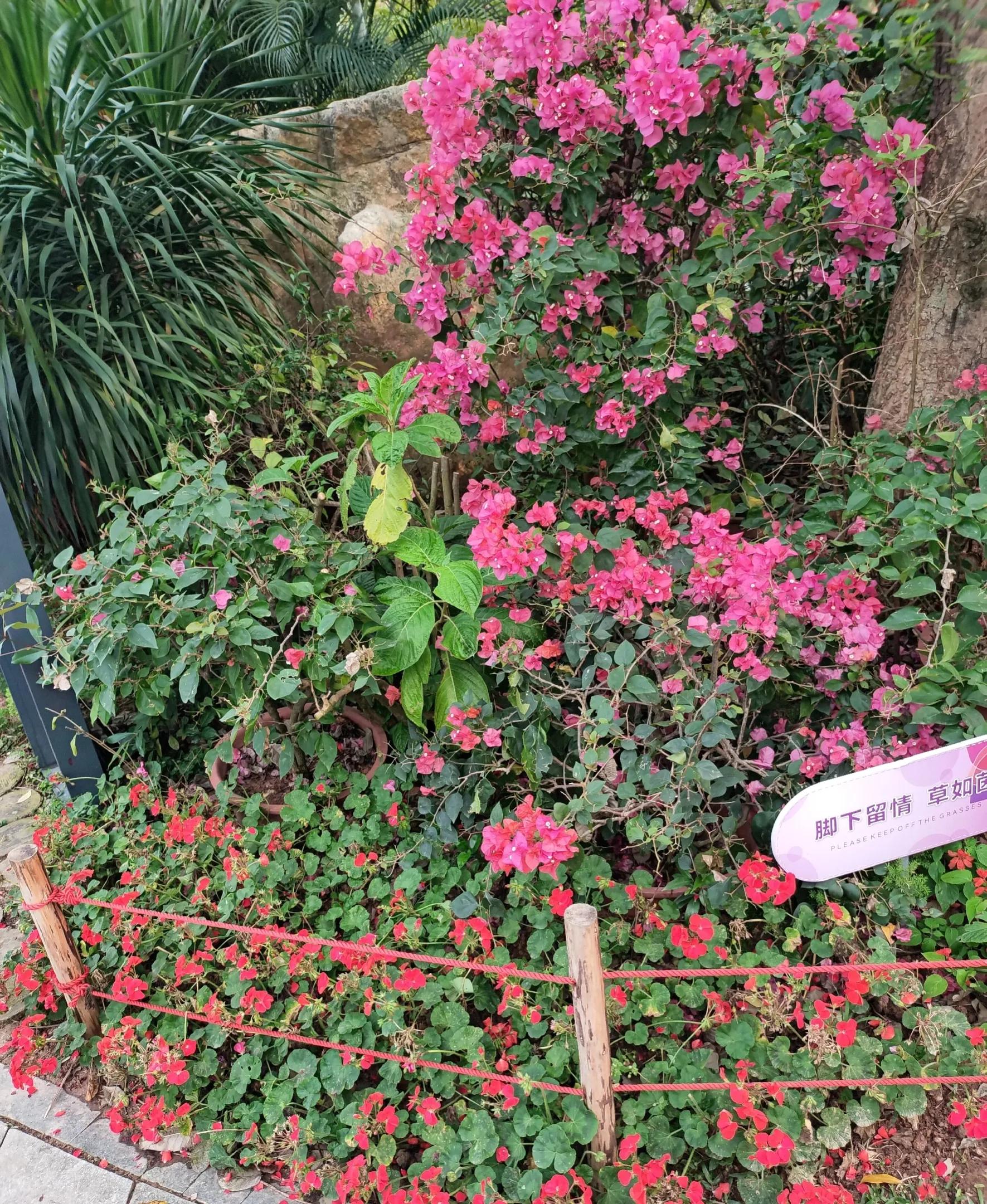 深圳莲花公园旅游攻略,让我带你参观一下公园英文怎么说