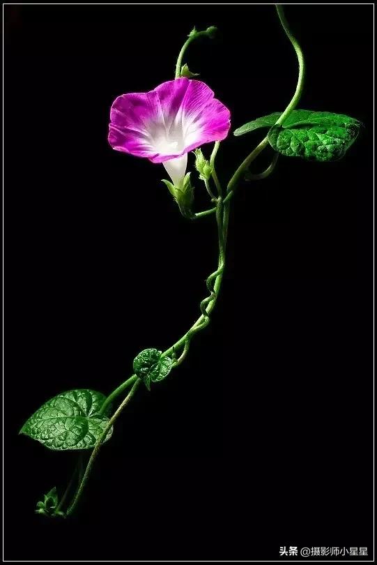 小小牵牛花鲜艳夺目,小小牵牛花教学