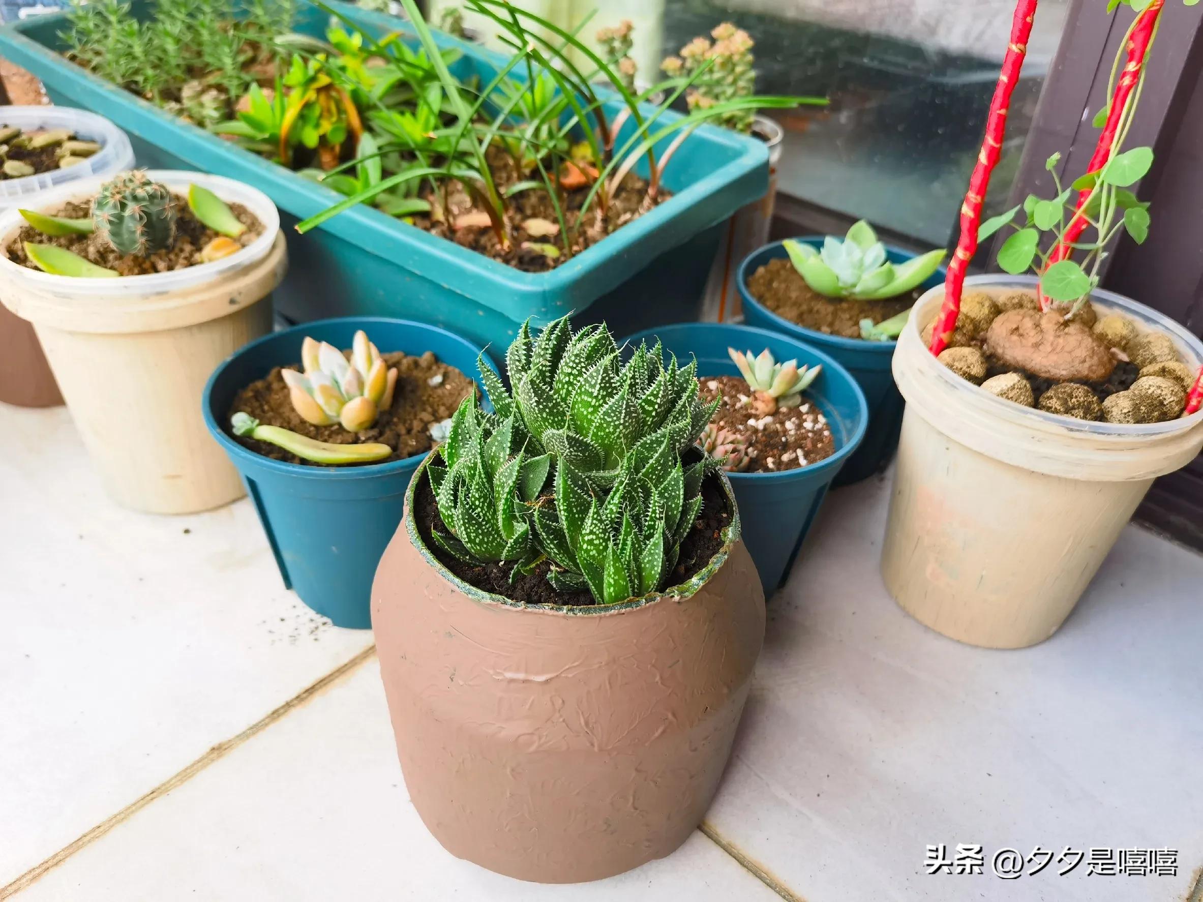 波露盆栽养殖方法,阳台种植稻谷视频