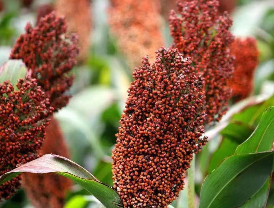 哪种光瓶酒好喝又实惠,八种光瓶酒好喝不贵