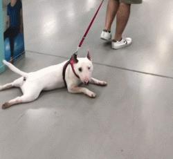 上狗区域禁养犬名单,哪些狗不在禁养犬名单