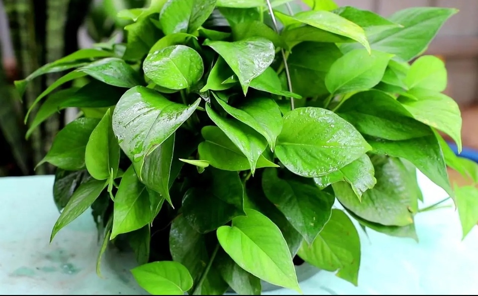 绿萝出现黄叶是什么情况,绿萝有黄叶子是什么原因造成的