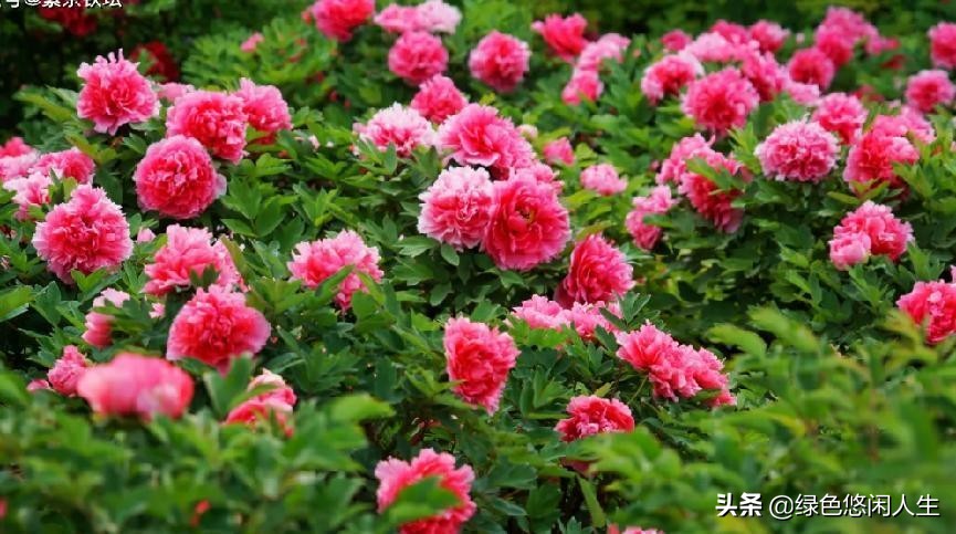 玉堂春富贵指哪些花,玉堂锦绣富贵春寓意