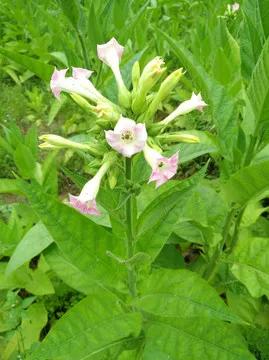 鐥村績鐖变汉56,鐥村績鐖变汉61