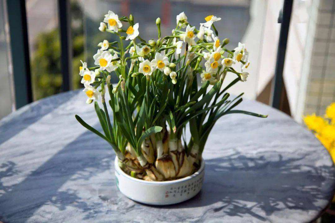 绿化有毒的花有哪些,这7种有毒花太危险