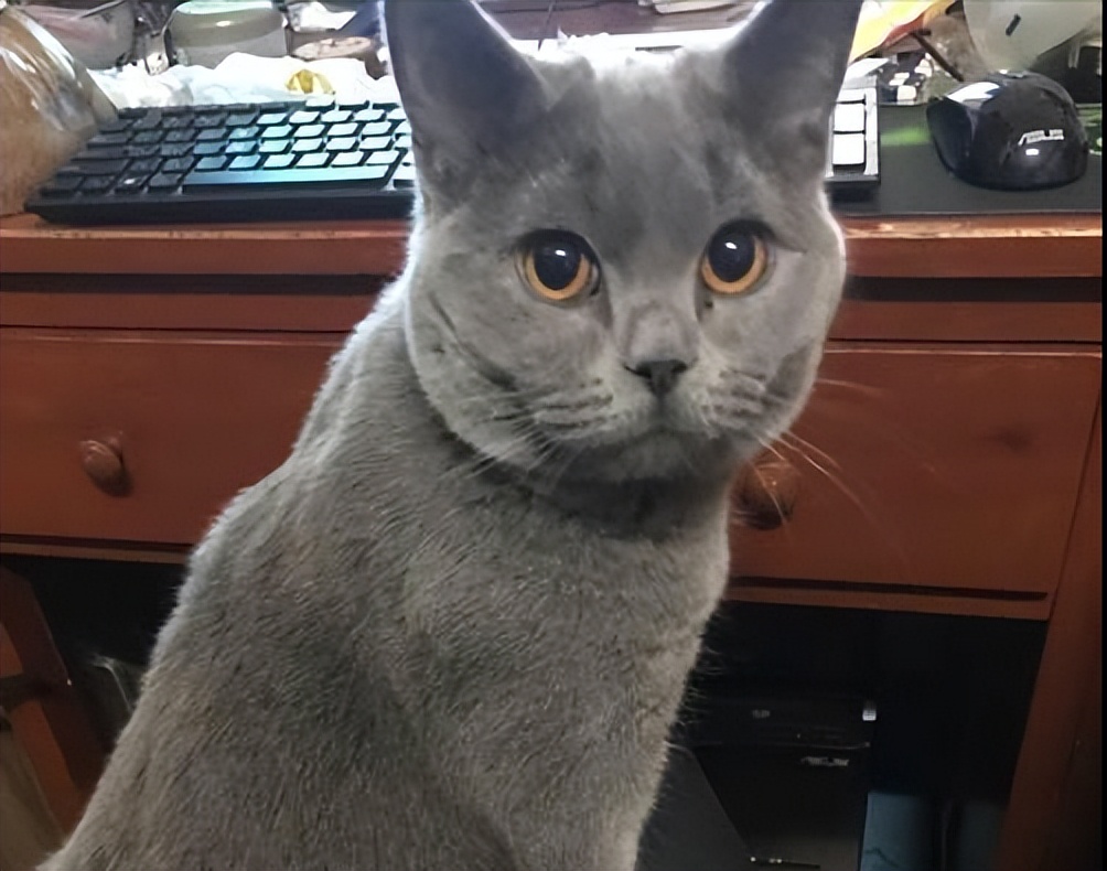 为什么弃养蓝猫的那么多,英短蓝猫频繁被弃养的原因