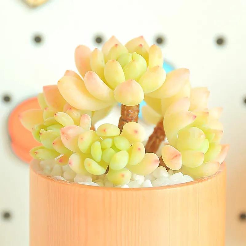 好看又度夏容易的多肉品种,油画棒绘画治愈系简单多肉葡萄