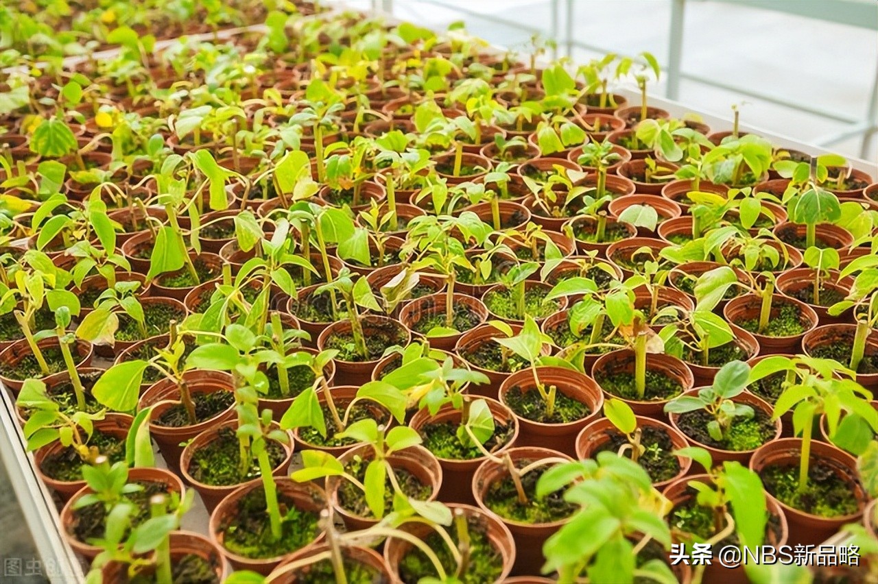 小盆栽花卉是暴利生意吗,盆栽蔬菜经营模式