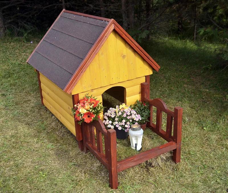 宠物基础服务包括什么服务,宠物服务包括哪些内容呢