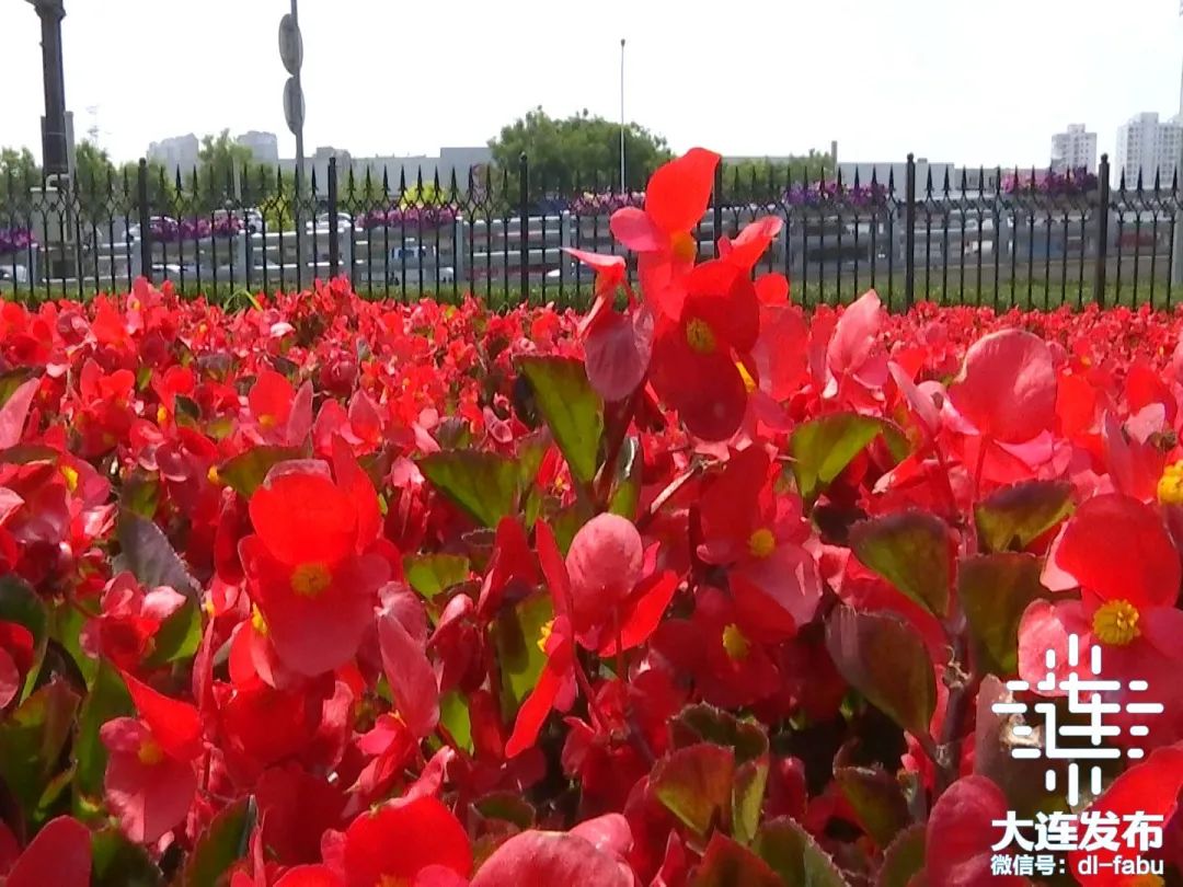 大连独一无二的花园,大连最新的花园