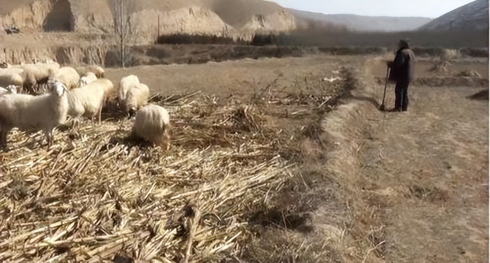 养凤凰的大爷后续,大爷养凤凰4年是真的吗