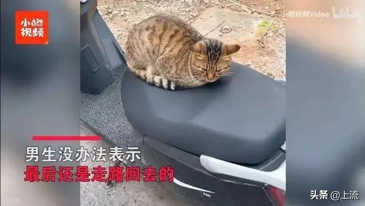 被黑天鹅打得措手不及,学校黑天鹅被学生拿