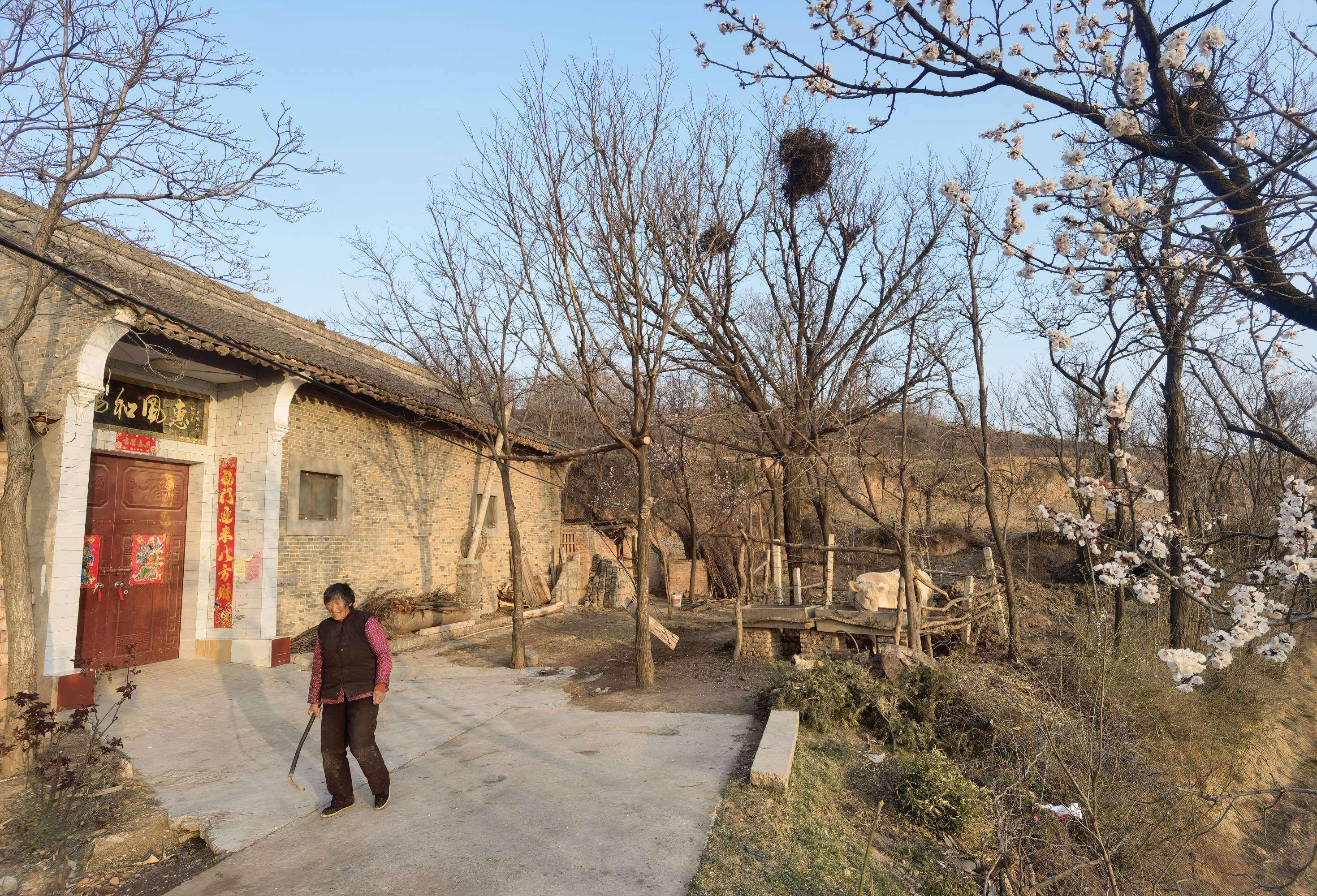 河南白头村真实历史,河南村庄离奇出现白胡子老汉
