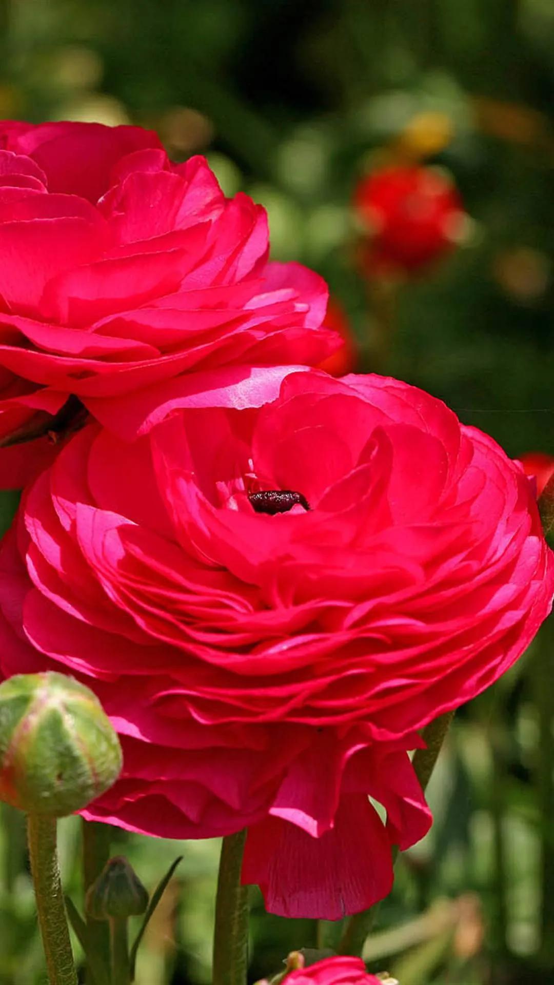 一花一世界一念一佳人的图片,一花一世界一叶一春秋图片