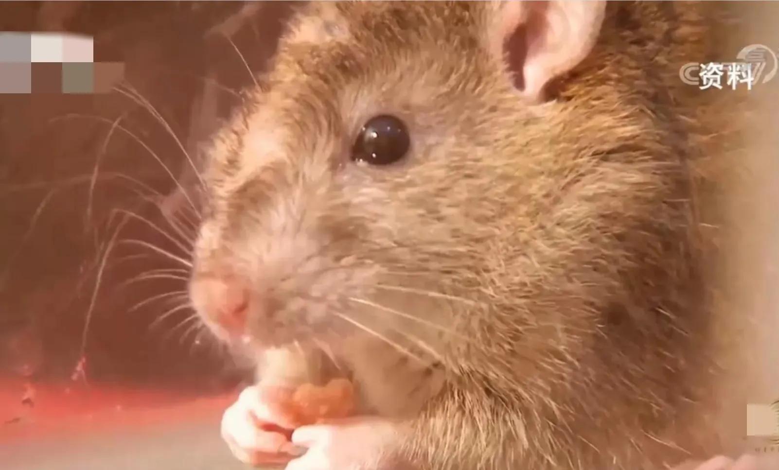 山地果园种林下参合法吗,山林地出租种林下参多少钱一亩