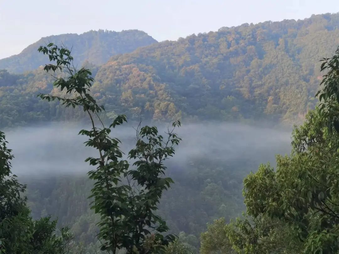 皖南山林里的底气｜炜衡跨境资本市场部成立小记