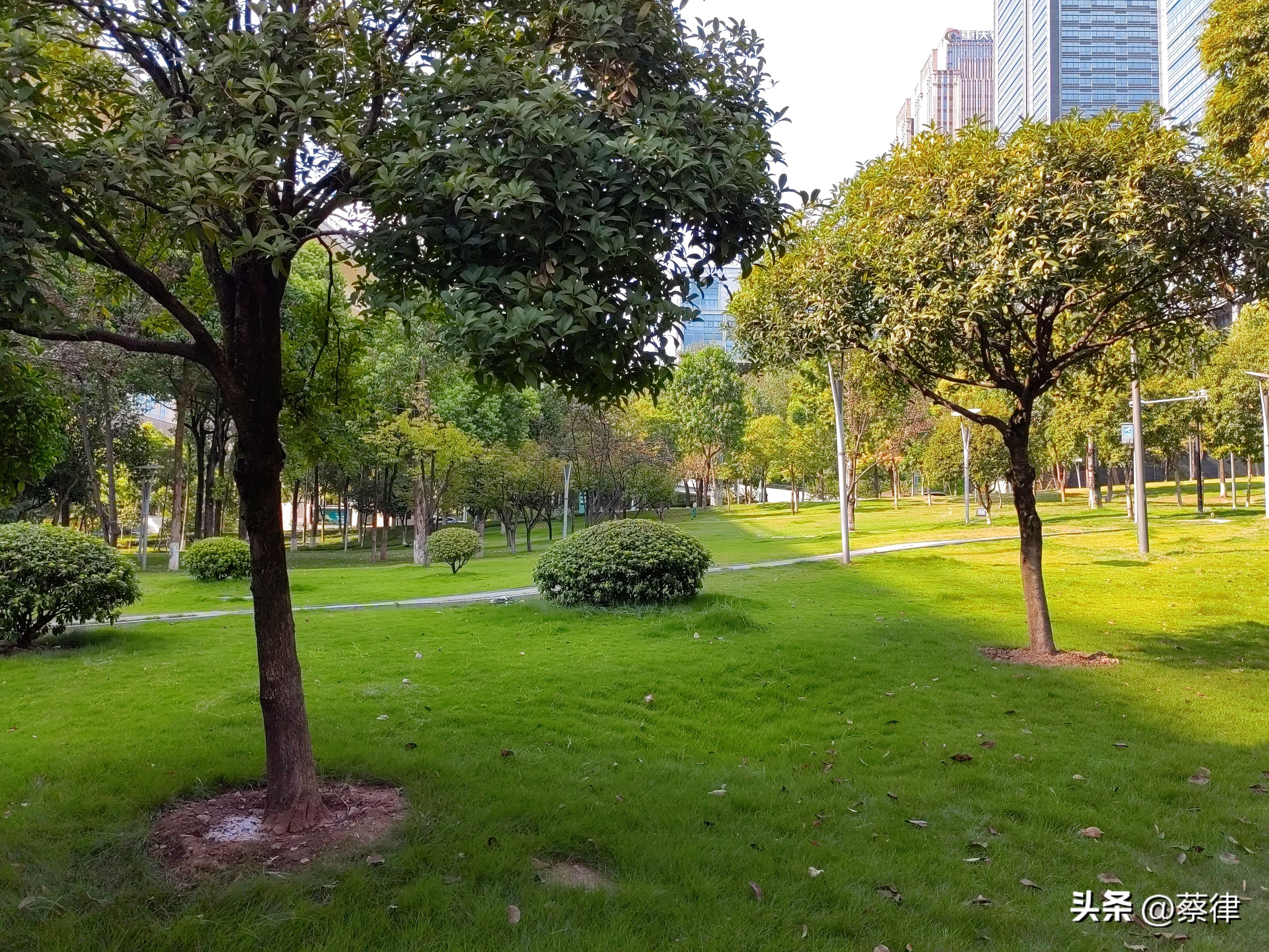 热沙无雨看江天！实测朝天门两江交汇高温枯水期的最低水位