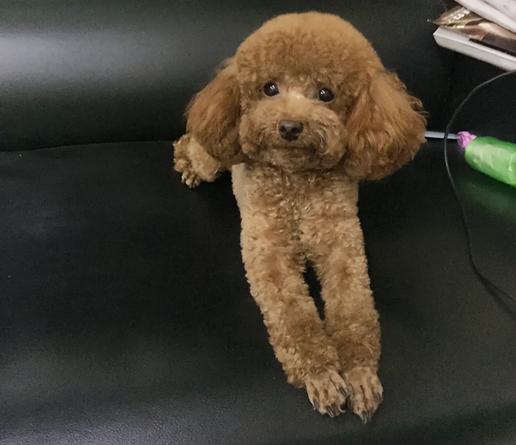 泰迪的七种缺点,黑泰迪的优点与缺点