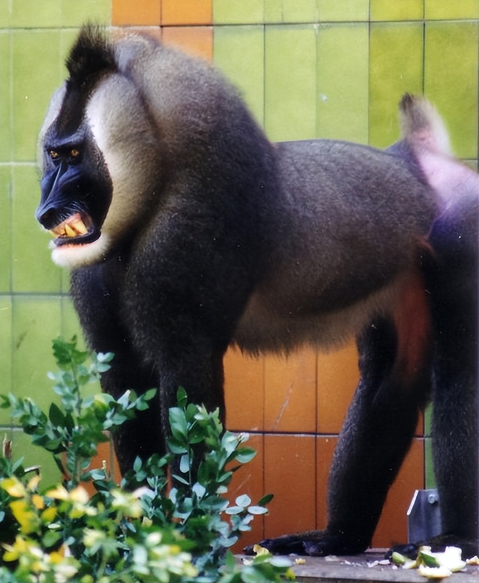 灵长类动物,灵长类动物大全视频