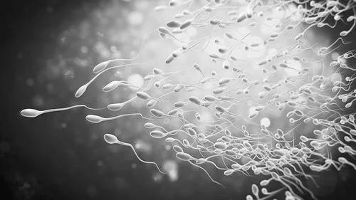 人体的精子是如何产生的,人的精子怎么样才能存活