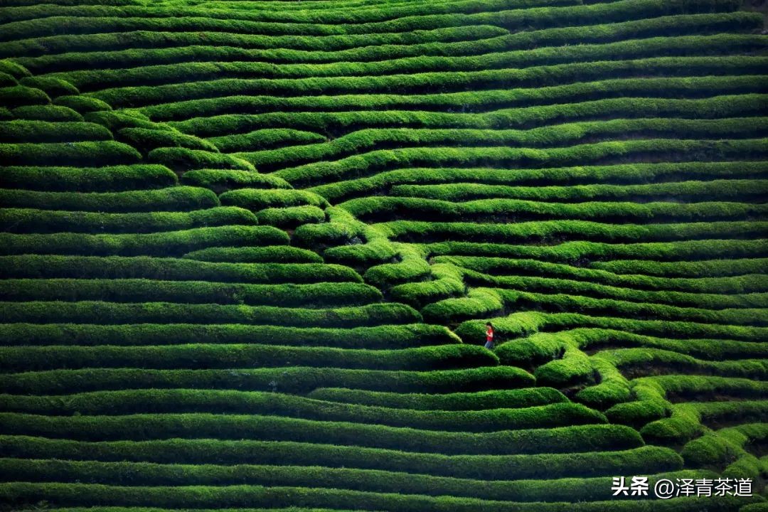 写春天的著名唐诗宋词加赏析,十首描写春天的宋词