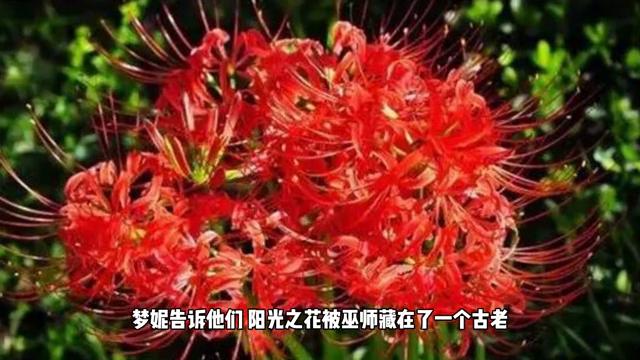 阳光像美丽的麻花辫缠着游子的身体石头开花一地纯真的童年