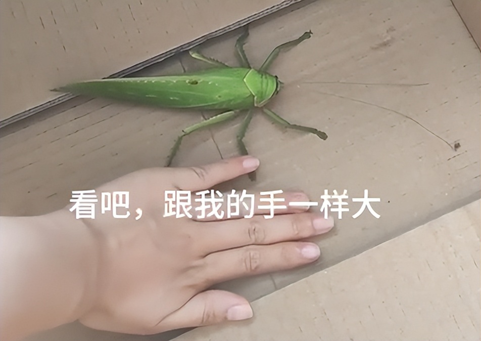 学校突然出现诡异的虫子,女生宿舍惊现不明虫