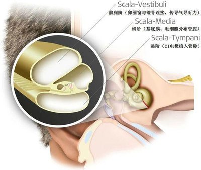 耳蜗的解剖结构和功能,耳蜗的功能的描述