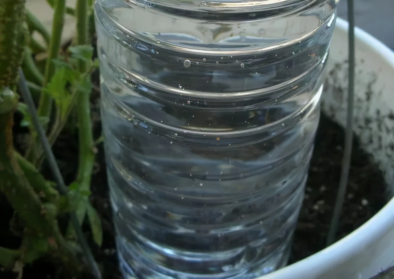 回家过年植物没人浇水怎么办,放假回家植物怎么办