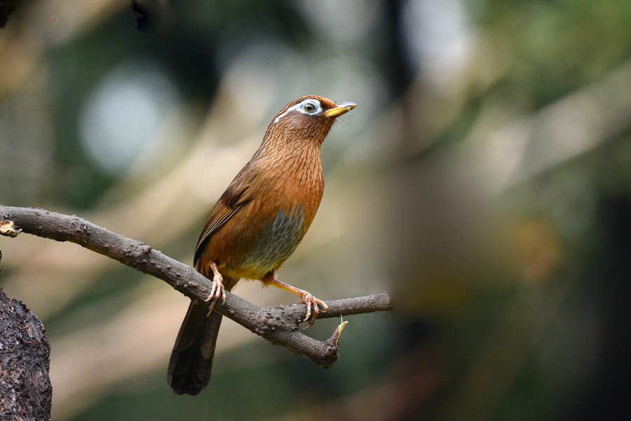 大学生卖两只鸟被判6年,男子200块钱买4个鸟被判刑