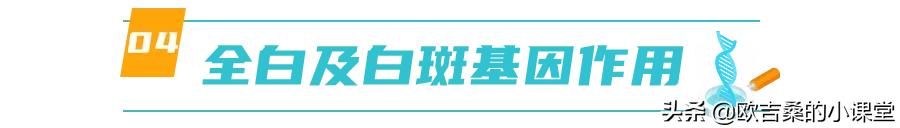 白斑变异基因,白斑基因和全白基因