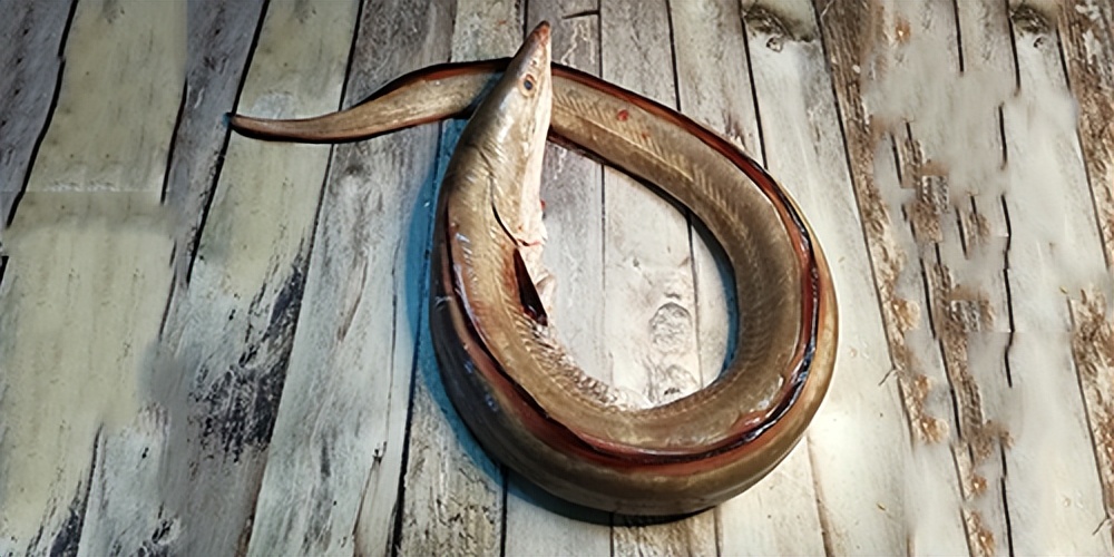 鱼胶适合啥时候做,什么品种的鱼胶适合平时吃