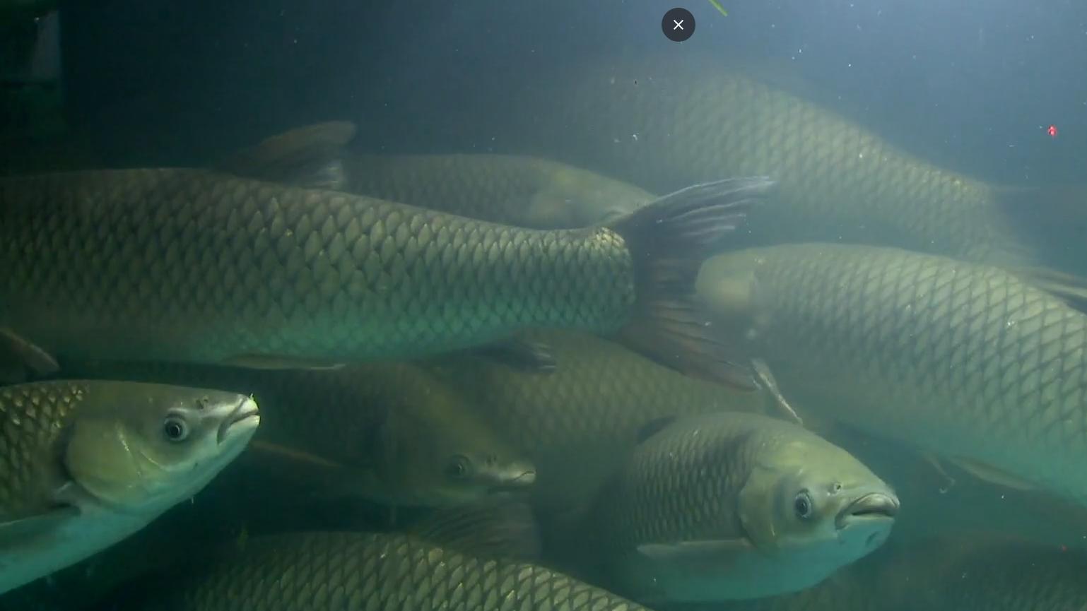 鲩鱼和脆肉鲩有什么区别,脆肉鲩除了草鱼还有其他鱼吗
