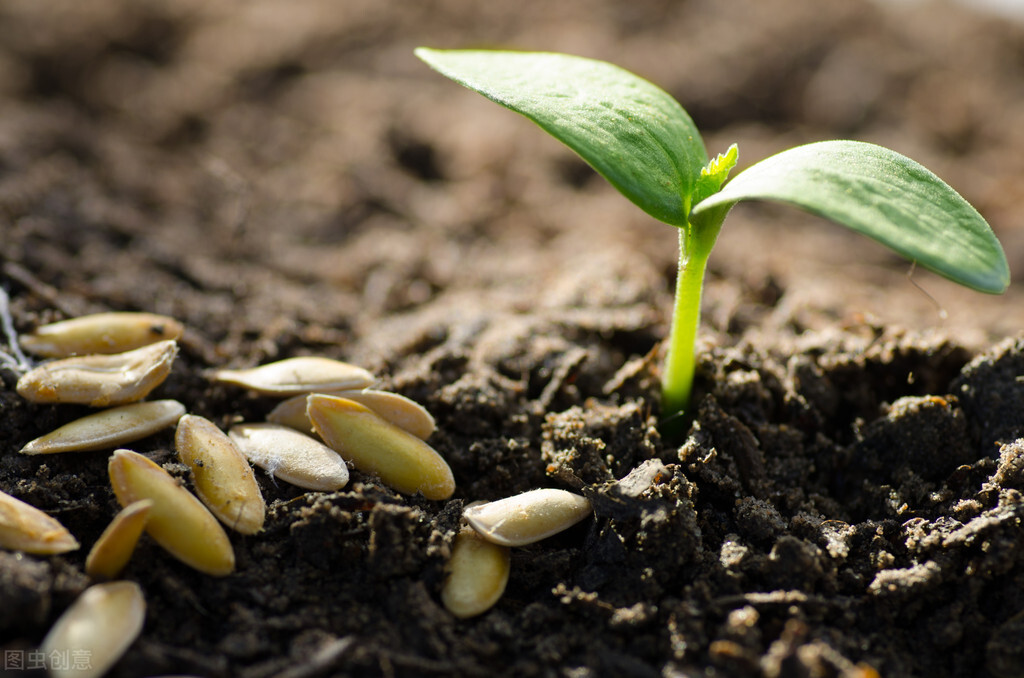 种子出苗后怎么管理,种子播种后该如何管理