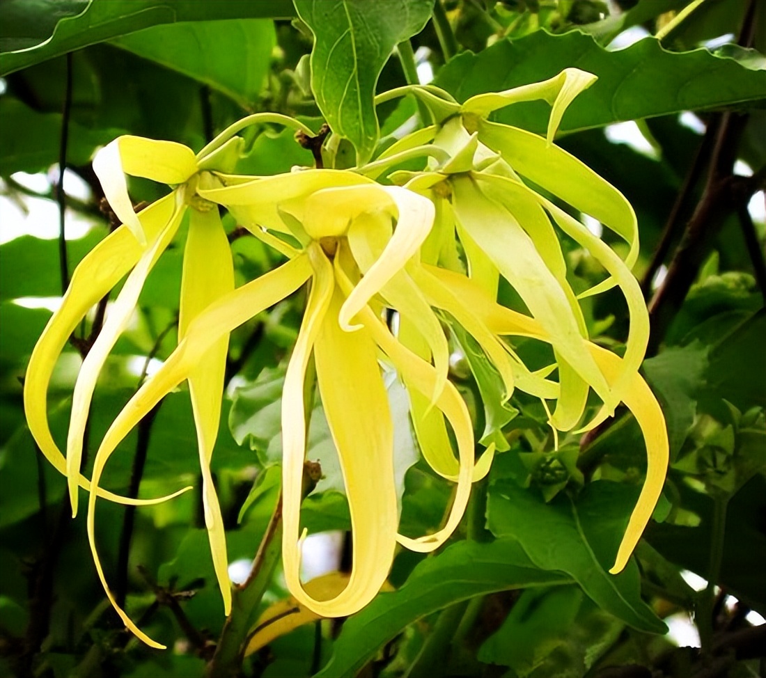 一棵树，香遍一条街！优秀的落叶香花乔木——日本雪铃树
